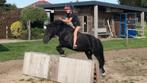 A pony, Dieren en Toebehoren, Pony's