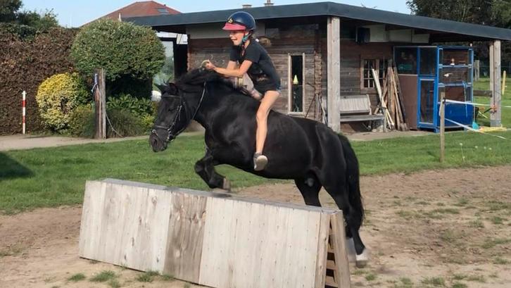A pony, Dieren en Toebehoren, Pony's