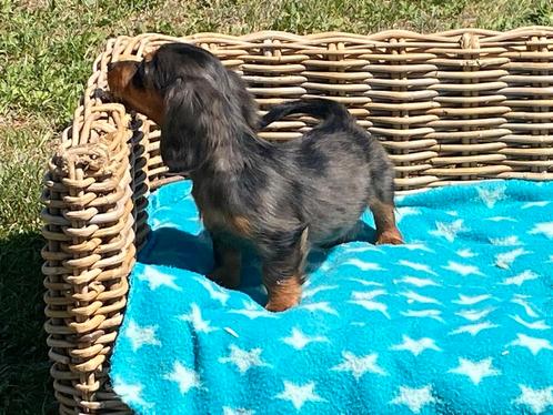 Langharige dwergteckel pups, Dieren en Toebehoren, Honden | Teckels en Dashonden, Meerdere dieren, Dwerg, Fokker | Professioneel
