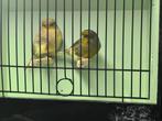 jonge koppels gloster voor 2026, Dieren en Toebehoren, Vogels | Kanaries, Meerdere dieren, Postuurkanarie