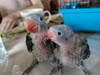 Handtamme Alexander papegaai, Dieren en Toebehoren, Vogels | Parkieten en Papegaaien, Papegaai