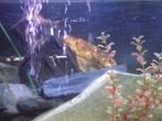 Aquarium vissen, Dieren en Toebehoren, Vissen | Aquariumvissen, Overige typen, Zoetwatervis