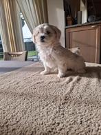 Chiots Maltipoo, Animaux & Accessoires, Chiens | Chihuahuas & Chiens de compagnie, Bichon maltais, Plusieurs, Hépatite contagieuse (maladie de Rubarth)