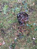 Cotoneaster dam, Major 1.3l pot, Tuin en Terras, Ophalen, Overige soorten, Minder dan 100 cm