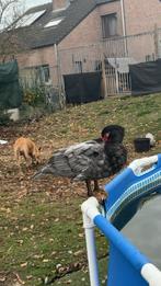 Kippen en eenden, Dieren en Toebehoren, Ophalen