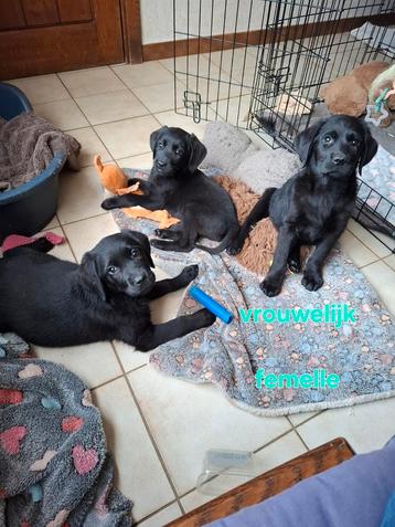 Lieve zwarte retriever pups op boerderij ouders aanwezig  beschikbaar voor biedingen