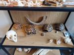 Gezocht: overleden dieren, Dieren en Toebehoren, Reptielen en Amfibieën, Amfibie