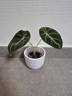 Velours noir Alocasia, Enlèvement ou Envoi