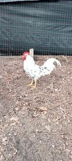 Bonte leghorn kip, Dieren en Toebehoren