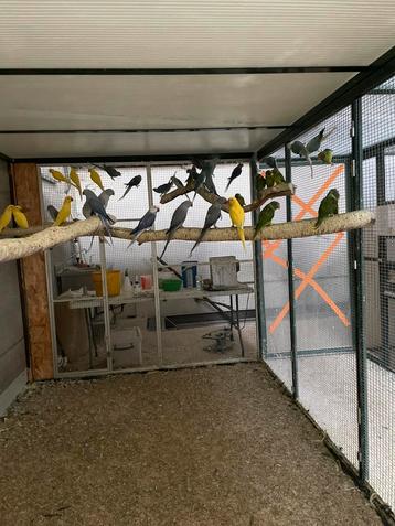 Halsbanparkieten, grijskopedelparkieten beschikbaar voor biedingen
