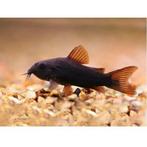 Corydoras black Venezuela, Animaux & Accessoires, Poissons | Poissons d'aquarium