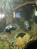 Drie kweekkoppeltjes Zebra Cicliden + vele jongen., Dieren en Toebehoren, Vis, Zoetwatervis