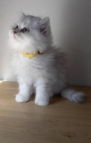 Britse langhaar kitten beschikbaar voor biedingen