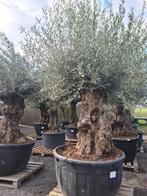 Olijfboom Olea Europaea Bonsai, Tuin en Terras, Planten | Bomen, Ophalen