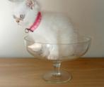 Britse korthaar kitten, Poes, Gechipt, 0 tot 2 jaar