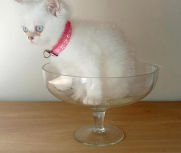 Britse korthaar kitten beschikbaar voor biedingen