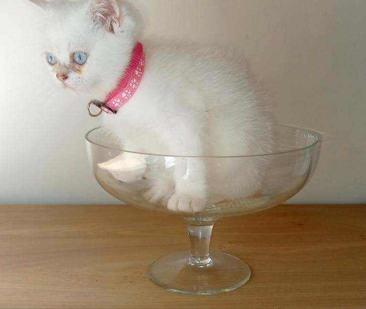 Britse korthaar kitten, Dieren en Toebehoren, Katten en Kittens | Raskatten | Korthaar, Poes, 0 tot 2 jaar, Gechipt, Ontwormd