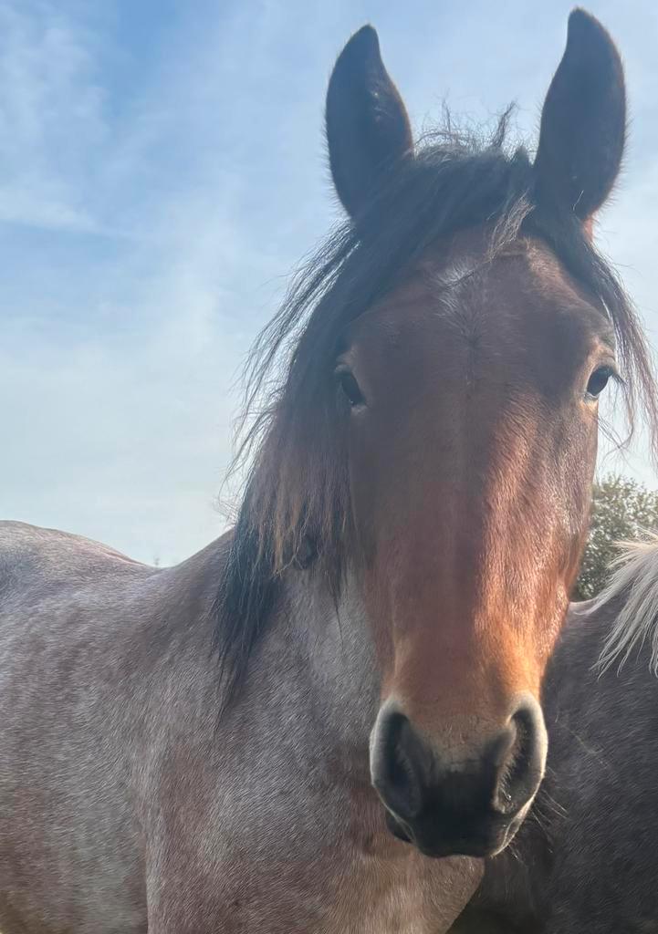 Hou jij van Apart?En leuk om zelf opleiden? Bekijk dit is, Dieren en Toebehoren, Paarden