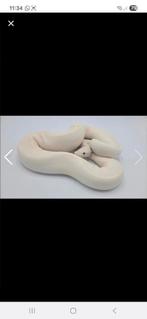 Hoi ik ben op zoek naar een ball python man, Dieren en Toebehoren