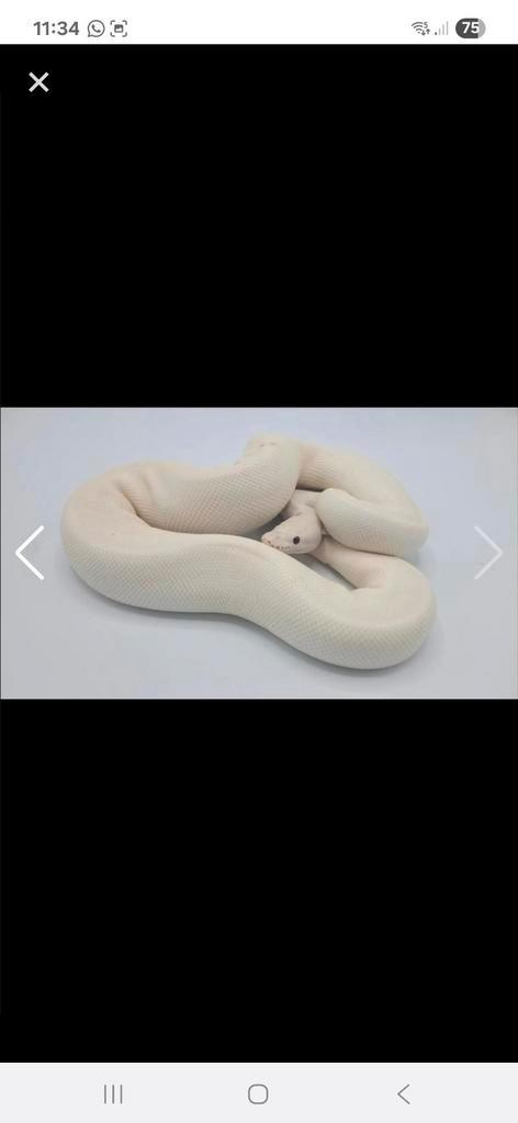 Hoi ik ben op zoek naar een ball python man, Dieren en Toebehoren, Reptielen en Amfibieën