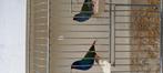 Forbesamadine, Dieren en Toebehoren, Vogels | Overige Vogels