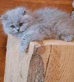 Britse langhaar, Poes, Gechipt, 0 tot 2 jaar