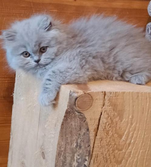 Britse langhaar, Dieren en Toebehoren, Katten en Kittens | Raskatten | Langhaar, Poes, 0 tot 2 jaar, Met stamboom, Gechipt, Ontwormd