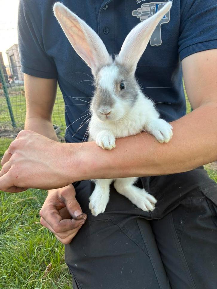 Zeer mooie vlaamse reusjes te koop, Dieren en Toebehoren, Konijnen, Groot, Hangoor