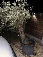 Olijfboom, Tuin en Terras, Ophalen, Olijfboom