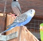 grasparkieten, Dieren en Toebehoren, Vogels | Parkieten en Papegaaien, Meerdere dieren, Parkiet