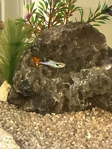 Baby guppies, guppen, guppy te koop beschikbaar voor biedingen