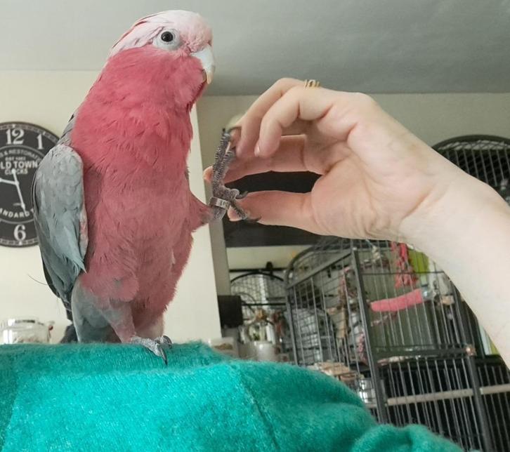 Rosé kaketoe pop, Dieren en Toebehoren, Vogels | Parkieten en Papegaaien, Papegaai, Vrouwelijk, Tam, Geringd