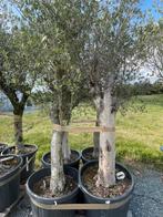 Lot van 4 olijfbomen (LOT 5), Tuin en Terras, Lente, 100 tot 250 cm, Olijfboom, Ophalen