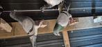 Duiven te koop 8 stok, Dieren en Toebehoren, Vogels | Overige Vogels