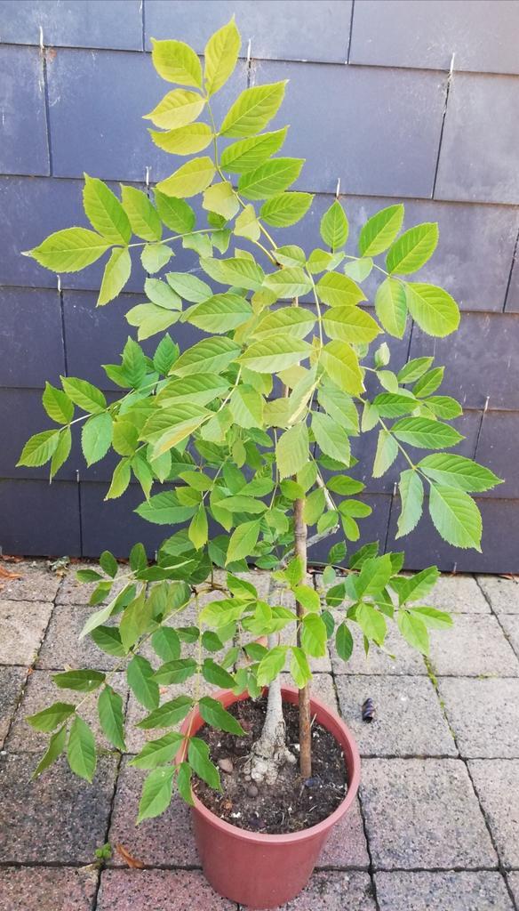 Echange ou vend frêne 50 cm, Tuin en Terras, Planten | Bomen, Ophalen