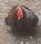 K(l)eur aan cochinkrielen (Pekingkrielen), Meerdere dieren, Kip