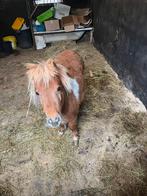 Hengst schetlander te koop, Dieren en Toebehoren, Pony's, Hengst