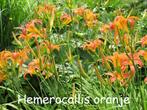 Hemerocalis, hoge soort, oranje bloemen, Ophalen, Zomer, Vaste plant, Volle zon