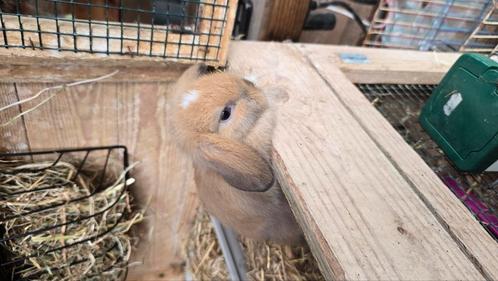 Minilop konijntje, Dieren en Toebehoren, Konijnen