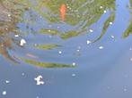 goudwinde, Dieren en Toebehoren, Baars of Goudwinde