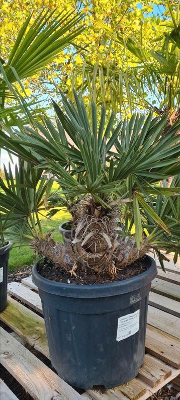 Palmboom Trithrinax Campestris - Blauwe dadelpalm  beschikbaar voor biedingen