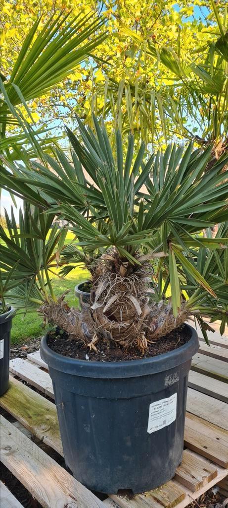 Palmboom Trithrinax Campestris - Blauwe dadelpalm, Tuin en Terras, Planten | Bomen, Palmboom, Ophalen