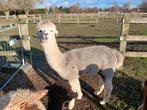 Alpaca hengst, Avril