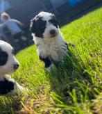 Knappe aussiedoodles (Australische herder x poedel), Dieren en Toebehoren, België, CDV (hondenziekte), 8 tot 15 weken, Meerdere
