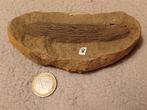 Lot versteend hout - diverse zachte prijzen, Ophalen of Verzenden, Fossiel