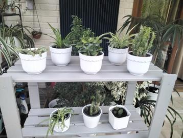 Kamerplanten /opuntia/crassula/haworthia/chlorophytum beschikbaar voor biedingen