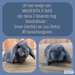 FRANSE HANGOOR kleur blauw, Dieren en Toebehoren, Konijnen, Meerdere dieren, Groot, Hangoor, 0 tot 2 jaar