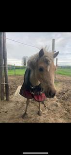 2 shetlanders TE KOOP, Onbeleerd, Gechipt, Meerdere dieren