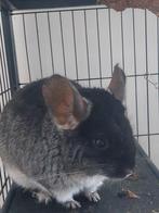Couple chinchilla + cage, Ophalen, Kooi, Gebruikt, 90 cm of meer