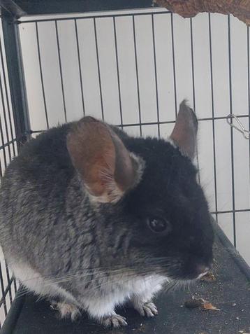 Couple chinchilla + cage beschikbaar voor biedingen